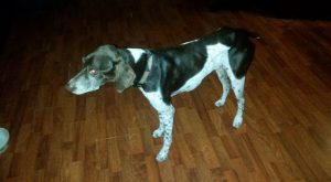 perro después de un mes de tratamiento de insuficiencia pancreática exocrina (IPE) Jake, después de un mes de tratamiento de su insuficiencia pancreática exocrina (IPE)