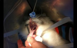 Retirada de sonda endotraqueal Posteriormente se retira la sonda