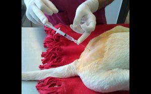 Inyección epidural en decúbito lateral Inyección epidural en decúbito lateral