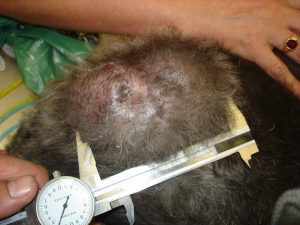 Medición de una masa cutánea Medición de una masa cutánea