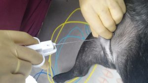 Toma de biopsia incisional de un tumor subcutáneo Toma de biopsia incisional de un tumor subcutáneo