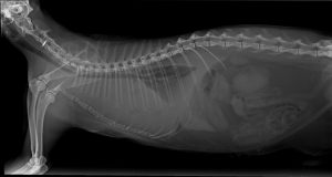 Radiografía de tórax de un gato con masa mediastínica y derrame pleural Radiografía de tórax de un gato con masa mediastínica y derrame pleural