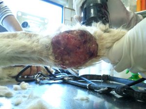 Tumor en el carpo de un perro Tumor en el carpo de un perro