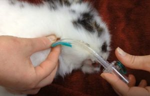 Cómo medir el v-gel® con la longitud de la orofaringe de los conejos Cómo medir el v-gel® con la longitud de la orofaringe de los conejos